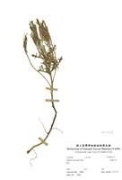 藏品(臺灣山芥)的圖片